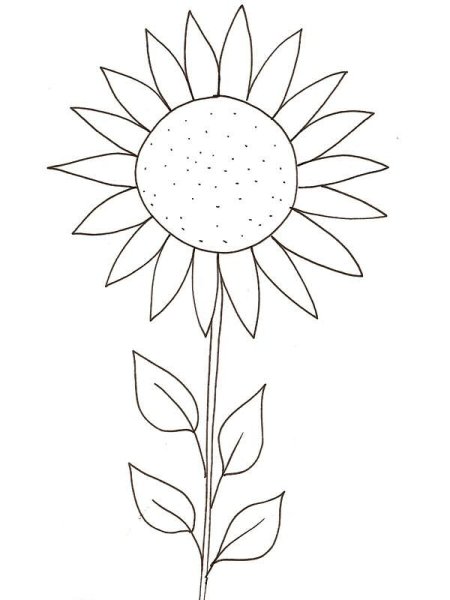 Подсолнух раскраска для малышей