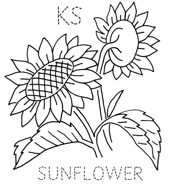 Подсолнух нарисовать легко