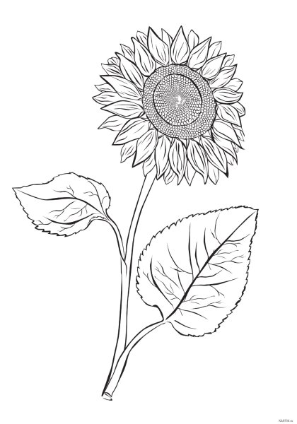 Рисование цветов