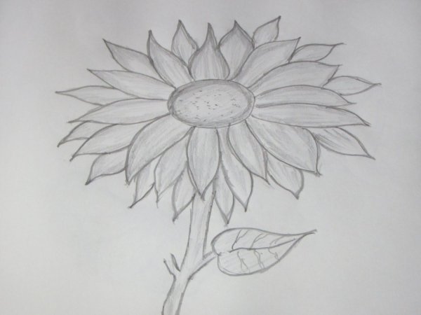 Подсолнух карандашом для детей