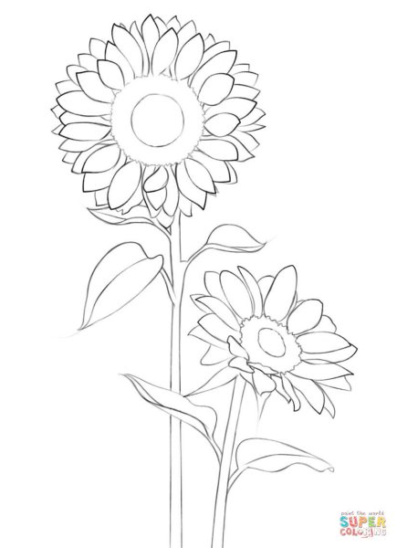 Подсолнух. Раскраска