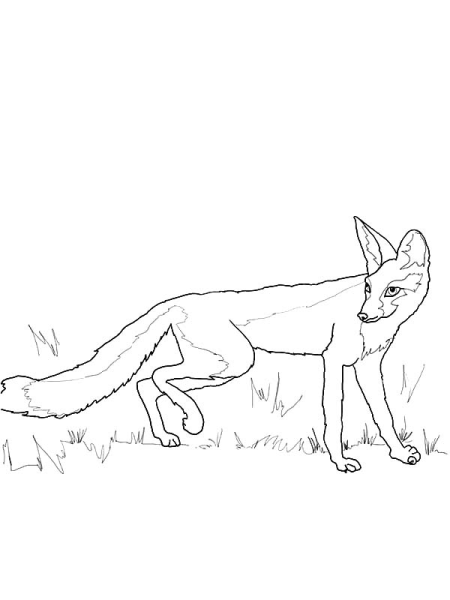 Степная лисица раскраска