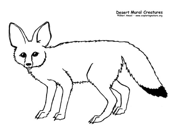 Раскраска лиса настоящая