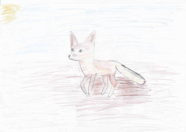 Корсак рисунок