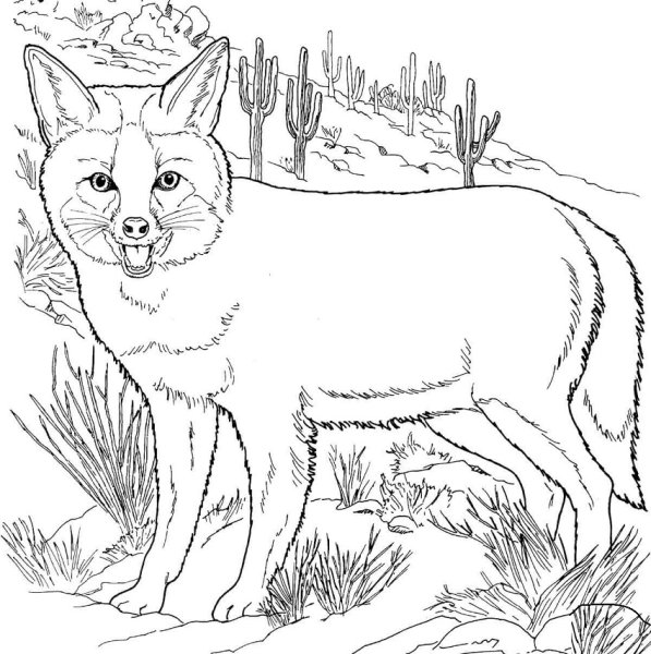 Раскраска лиса