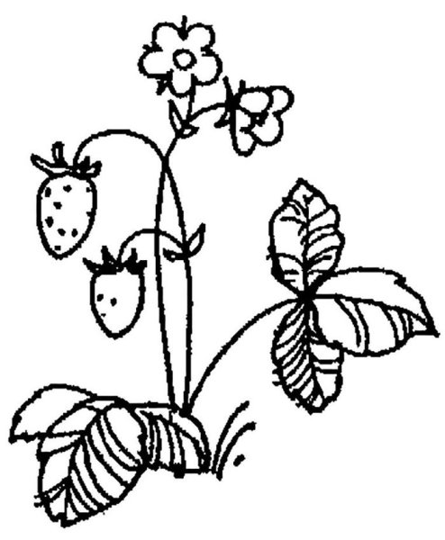 Поэтапное рисование клубники