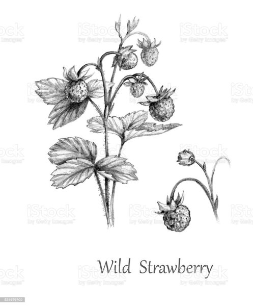 Контур клубники раскраска для детей