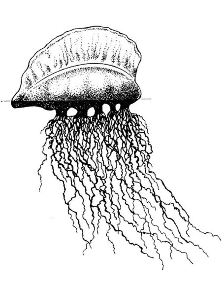 Португальский кораблик Кишечнополостные строение