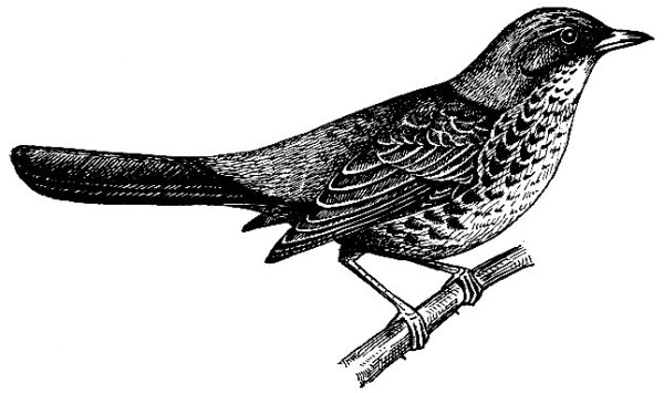 Раскраска птицы Дрозд