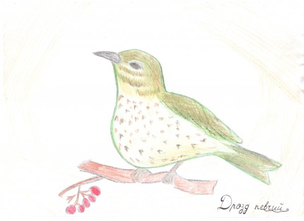 Раскраска птицы Дрозд