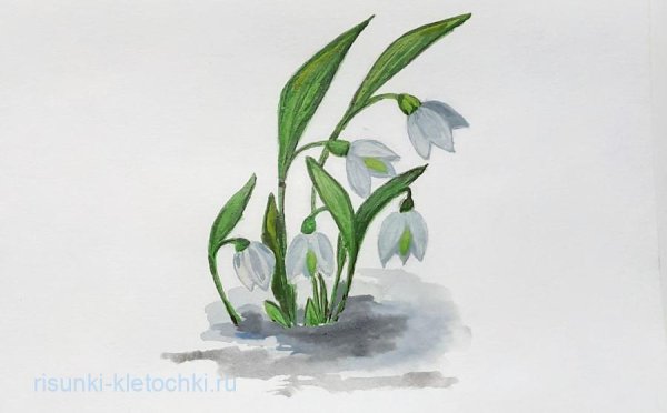 Подснежник на проталинке рисунок