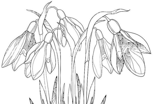 Подснежники рисунок