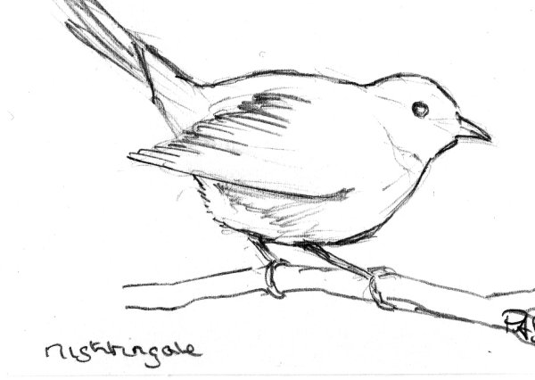 Дрозд раскраска