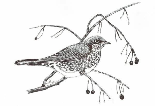 Как рисовать дрозда