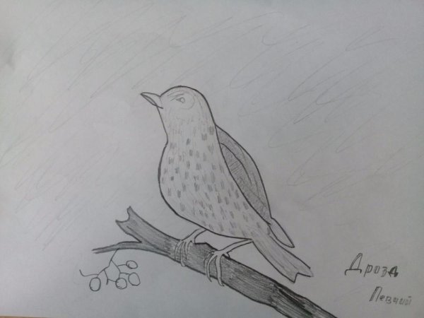 Дрозд рябинник раскраска