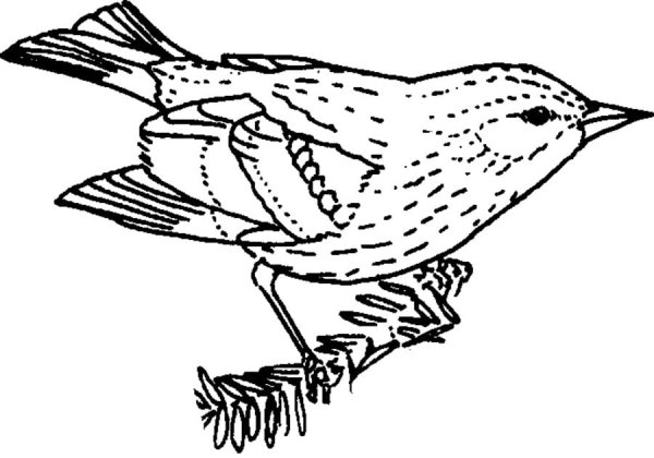 Дрозд рябинник рисунок карандашом