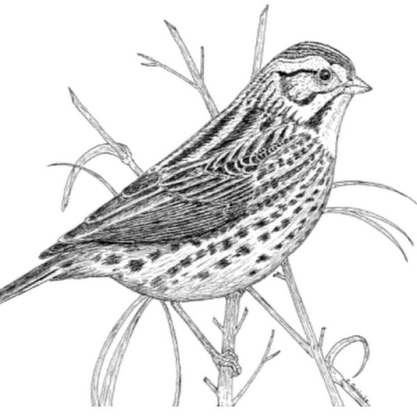 Черный Дрозд раскраска для детей