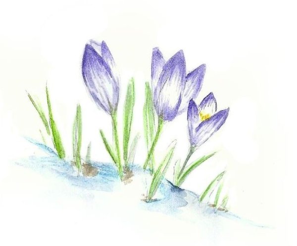 Крокус скетч акварель