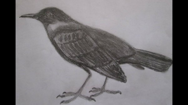 Дрозд раскраска