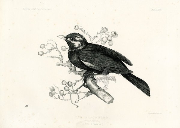 Раскраска птицы Дрозд