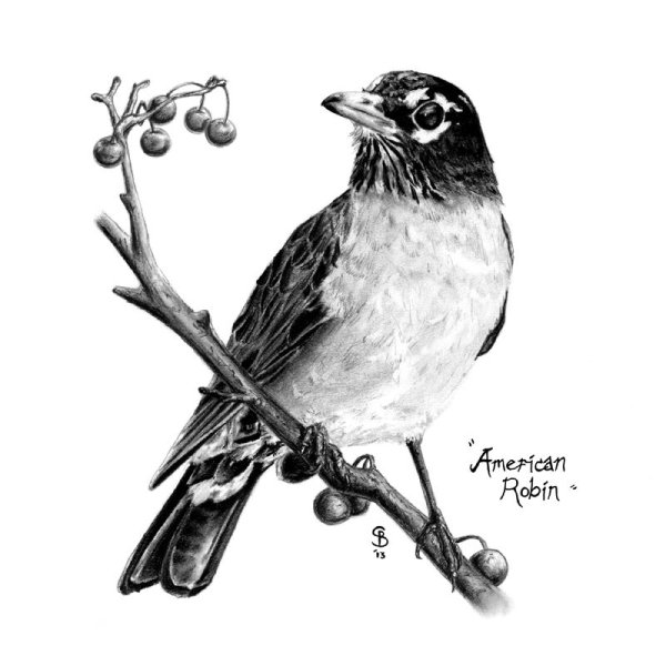 Жаворонок раскраска