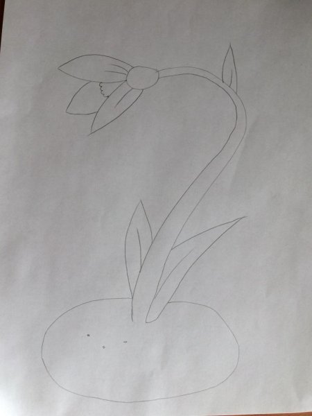 Поэтапное рисование подснежника