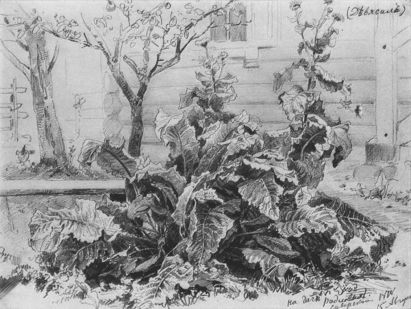 Шишкин лопухи 1878