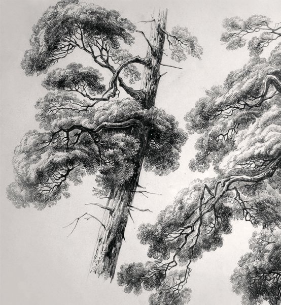 Шишкин деревья Графика