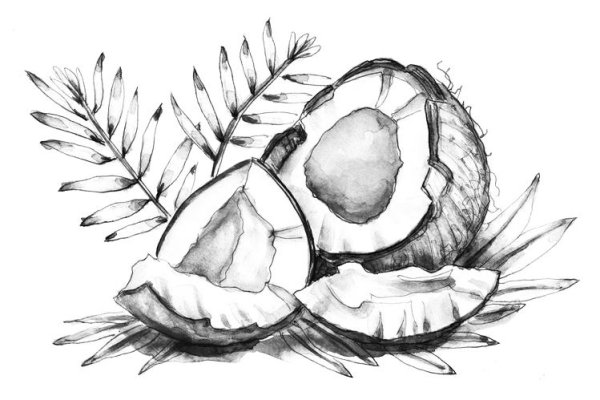 Кокос эскиз