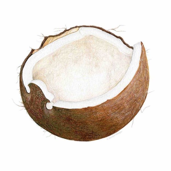 Кокос мультяшный