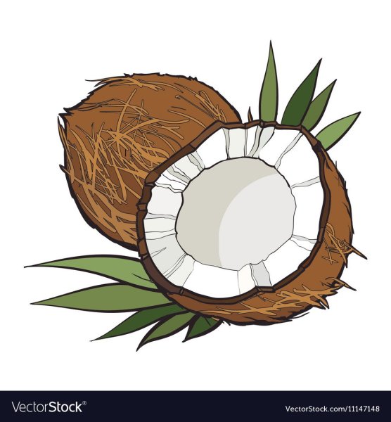 Кокос для срисовки