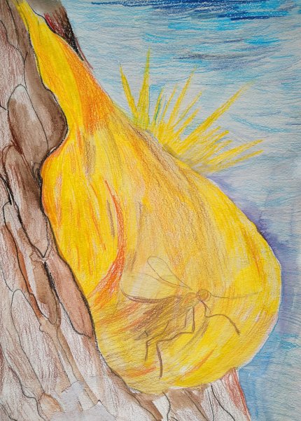 Янтарь рисунок