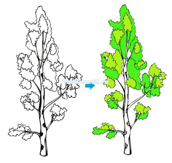 Берёза рисунок карандашом