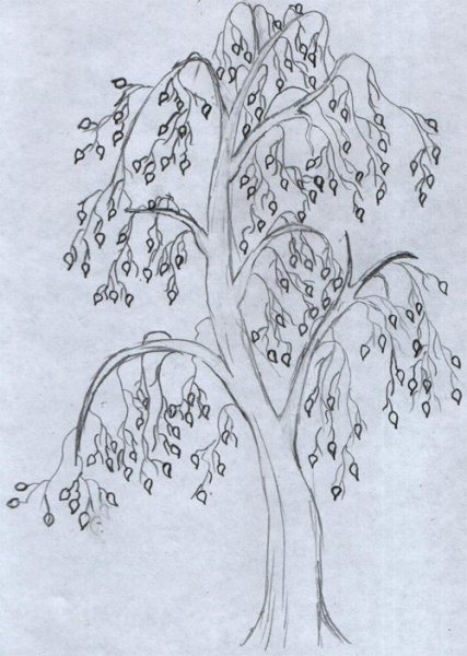 Береза раскраска