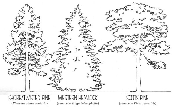 Сосна раскраска