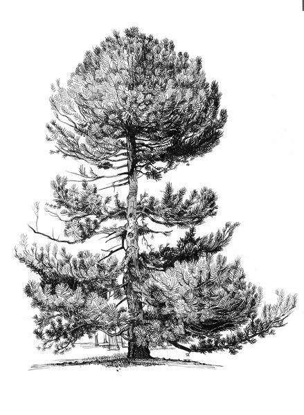 Сибирский кедр дерево