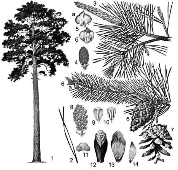 Сосна Кедровая Сибирская