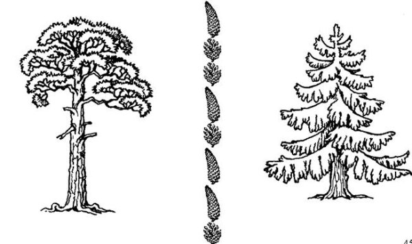Ель обыкновенная хвоинки рисунок