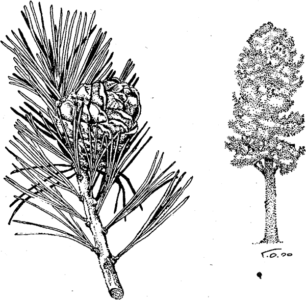 Пихта карандашом