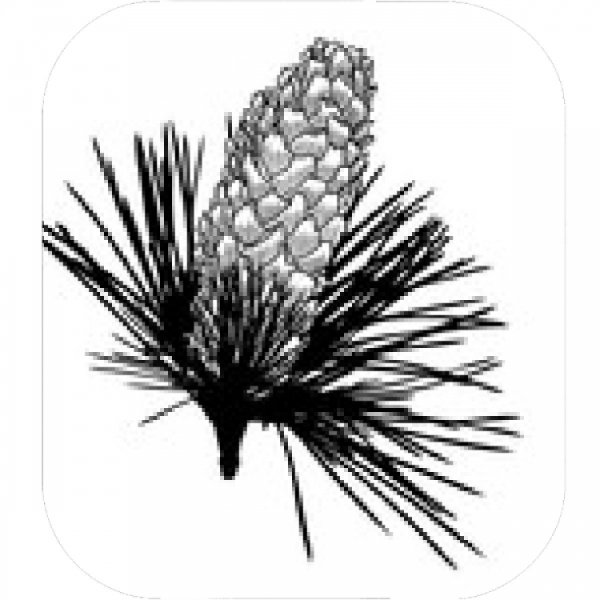 Хвоинки дерева ель обыкновенная