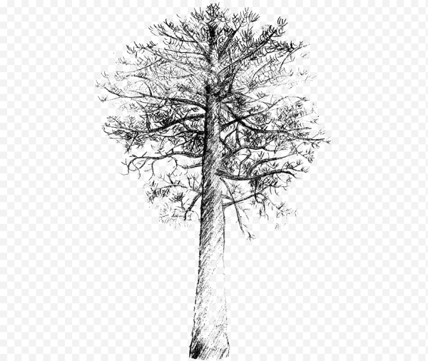 Рисование сосны и ели