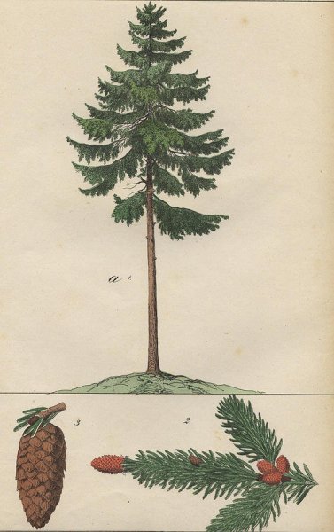 Сосна раскраска