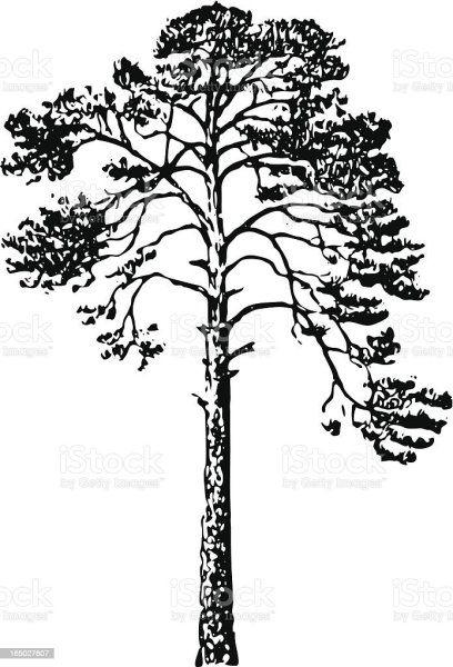 Сосна обыкновенная