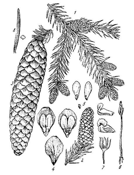 Ель европейская хвоинки