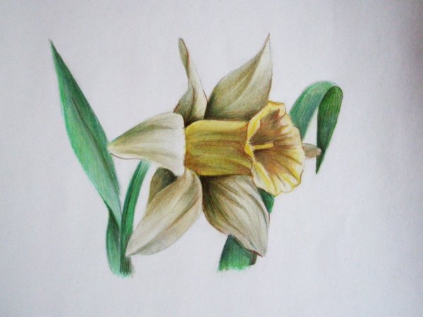 Спатифиллум ботаника