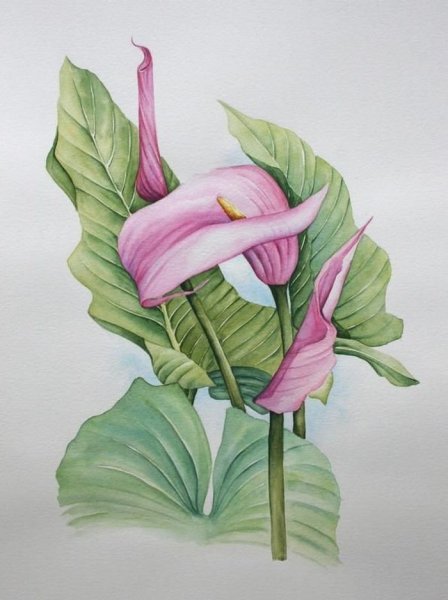 Цветы цветными карандашами