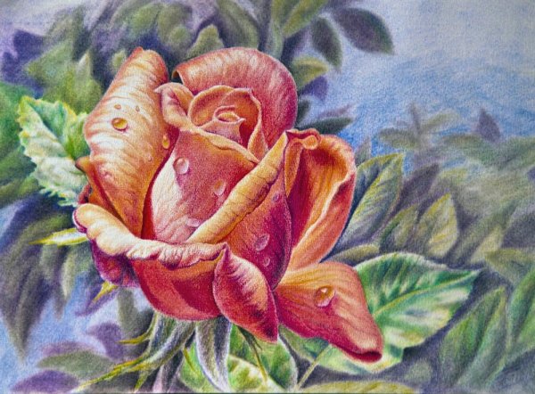 Цветы акварельными карандашами
