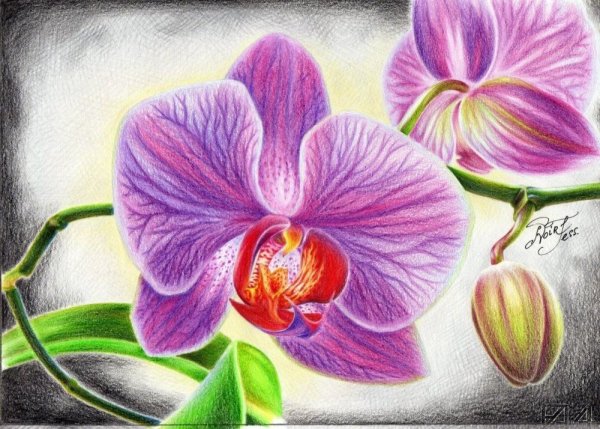 Цветы для срисовки