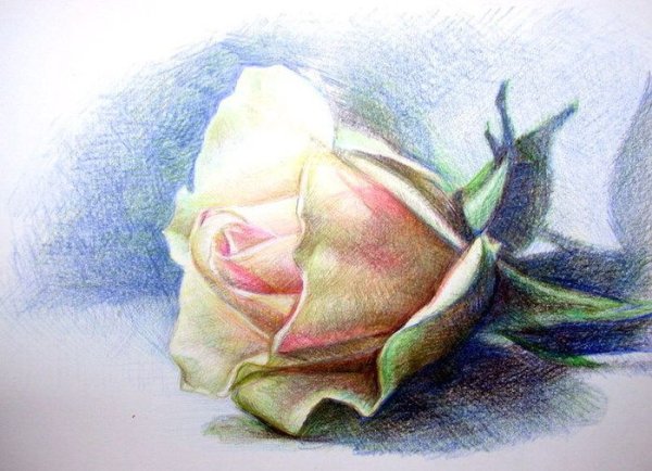 Цветы цветными карандашами