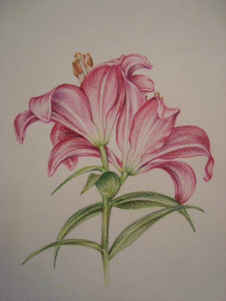 Цветы цветными карандашами